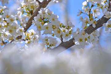 Spring in bloom
