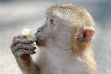 Hungry monkey eating banana