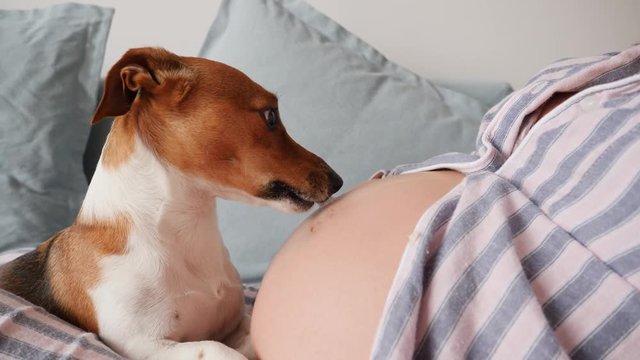 Small cute pet dog tender love licking tongue a belly of young pregnant woman at home