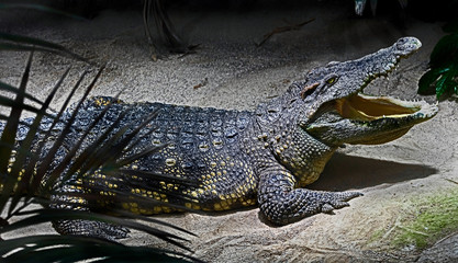 Siam crocodile. Latin name - Crocodylus siamensis