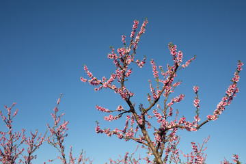 Apple orchard blossoms in spring in the Pyrenees-Orientales, France