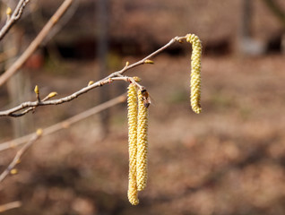 Early spring catkins of hazel. lat. Corylus. Bee on a catkins