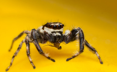 Beautiful jumping spider isolated on yellow background