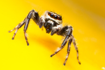 Beautiful jumping spider isolated on yellow background