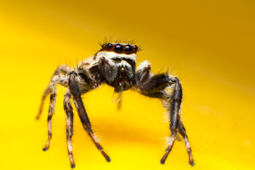 Beautiful jumping spider isolated on yellow background