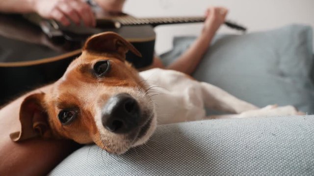 Cute small pet dog lie on a couch listening to guitar music relaxing