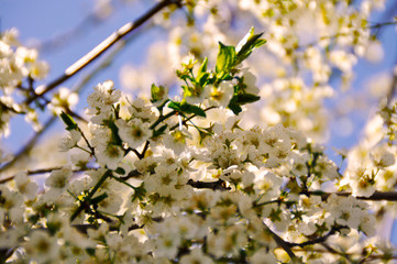 Spring in bloom