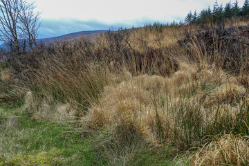 Obraz premium Flora of Ireland. Nature Reserve.