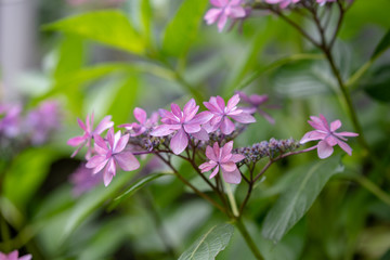 Pink lacecap hydrangeas flower, Closeup