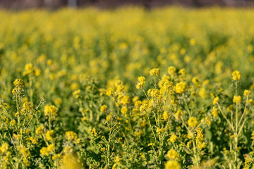 Rapeseed field, Blooming canola flowers