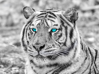 Tiger close-up of face