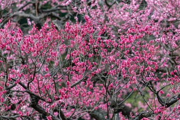 Pink plum blossom, Japanese apricot, Ume