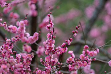 Pink plum blossom, Japanese apricot, Ume