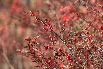 Red fruits of Heavenly bamboo, Nandina domestica
