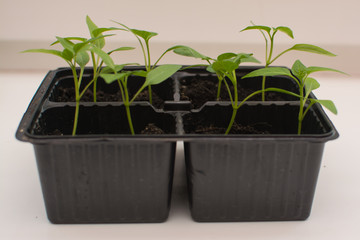 Homegrown pepper seedlings in plastic cups