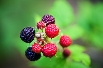 blackberry in a garden on green background, summer time
