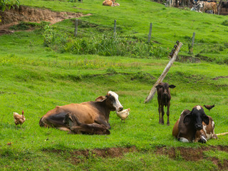 Oxen living free in the filed - livestock cattle