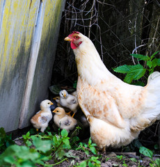 Mother Hen and Protecting Chicks