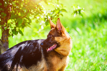 german shepherd on green grass