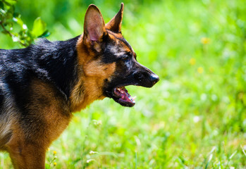 german shepherd on green grass