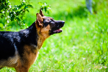 german shepherd on green grass