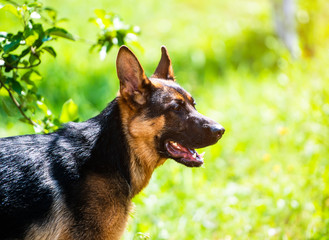 german shepherd on green grass