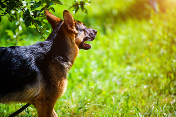 german shepherd on green grass