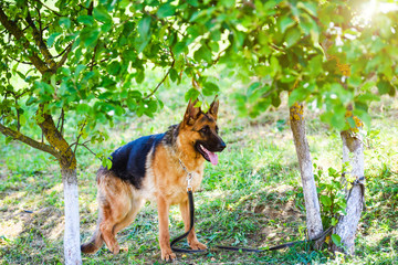 german shepherd on green grass