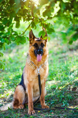 german shepherd on green grass