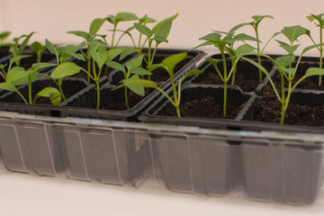 Homegrown pepper seedlings in plastic cups