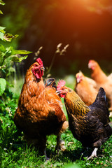 chicken on a farm