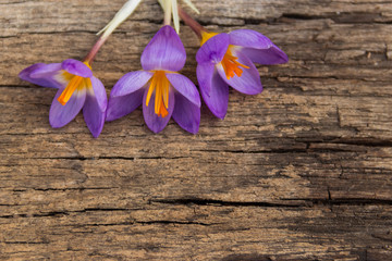 Purple crocus flowers on rustic wooden background