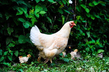 Mother Hen and Protecting Chicks