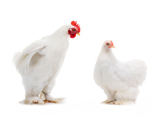 male and female white hen isolated