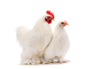 male and female white hen isolated