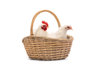 male and female white hen in the basket