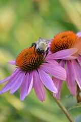 Echinacea Purpurea Eastern Purple Coneflower with Bees