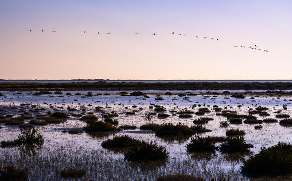 Vol de Flamants roses, Camargue