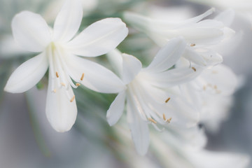 美しく白い花