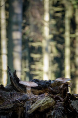 Fungus growing out of dead tree with sun lit background