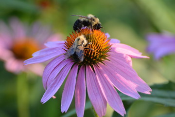 Echinacea Purpurea Eastern Purple Coneflower with Bees