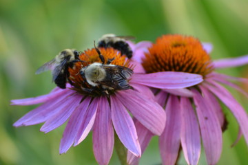 Echinacea Purpurea Eastern Purple Coneflower with Bees