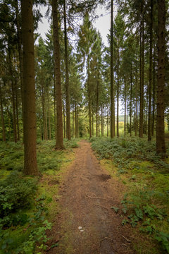 Forst path in the green and dark pine forest Ardennes
