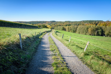 Fototapeta premium Dirt road winding through grassy fields with forest background Ardennes