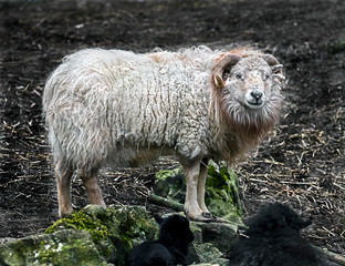 Naklejka premium Ouessant domestic sheep