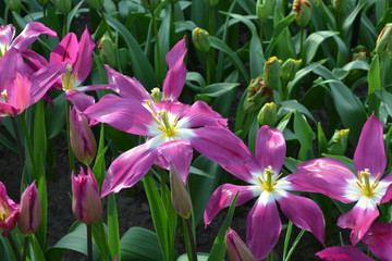 Flowering bulbs