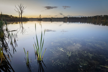 Dark Forest Pond Sunrise Capture