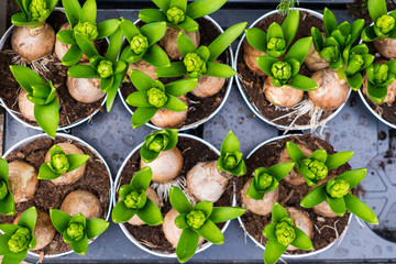 Seedlings of plants in a box before planting in the garden, bought on the market.