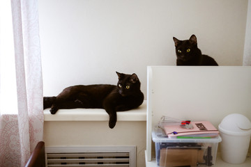 two black cats are on the shelves at home