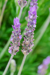 Common lavender flower(Lavandula angustifolia), blooming with green background